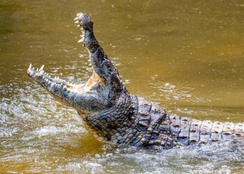 ऑस्ट्रेलिया के तट पर मिला सिरकटा मगरमच्छ, मच गया हड़कंप