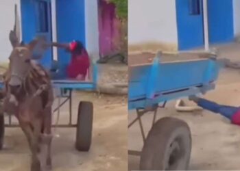 Sanp ka Video: सड़क से गुजर रहे युवक पर गिरा बड़ा सांप, वीडियो देख दंग रह गए लोग