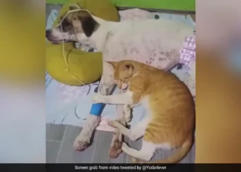 बीमार कुत्ते के पास से हटने को तैयार नहीं थी बिल्ली, दोनों के बीच गहरी दोस्ती देख आंख में आ जाएंगे आंसू