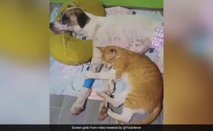 बीमार कुत्ते के पास से हटने को तैयार नहीं थी बिल्ली, दोनों के बीच गहरी दोस्ती देख आंख में आ जाएंगे आंसू