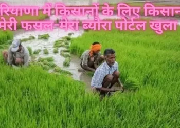 हरियाणा में किसानों के लिए किसान मेरी फसल-मेरा ब्यौरा पोर्टल खुला, फटाफट करें रजिस्ट्रेशन