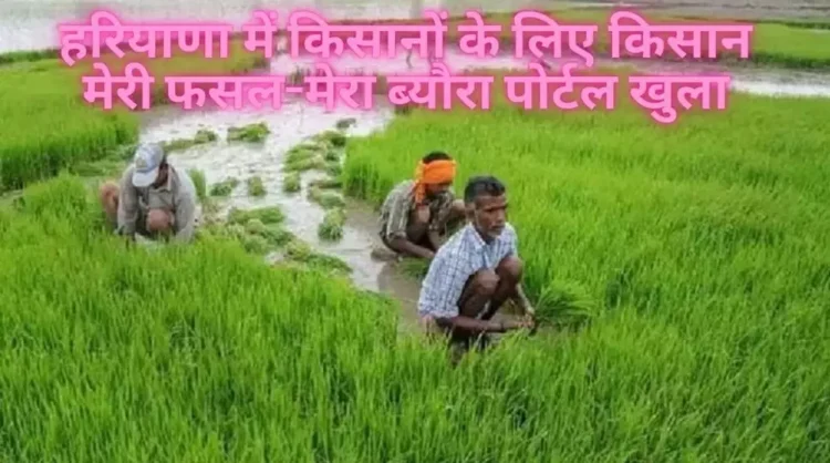 हरियाणा में किसानों के लिए किसान मेरी फसल-मेरा ब्यौरा पोर्टल खुला, फटाफट करें रजिस्ट्रेशन