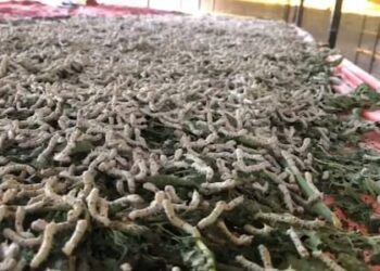 कपास जैसी दिखने वाली इस फसल ने किसान को बना दिया लखपति, अब सालाना आय 7 लाख